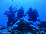 Hawaii Scuba divng 25