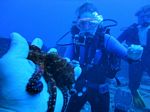 Hawaii Scuba divng 34