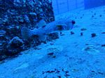 Hawaii Scuba divng 48