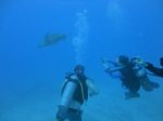 Hawaii Scuba divng 69