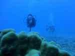 Hawaii Scuba divng 75