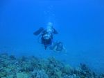 Hawaii Scuba divng 77