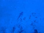 Hawaii Scuba divng 09