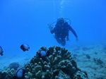 Hawaii Scuba divng 22