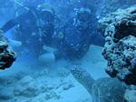 Hawaii Scuba divng 43