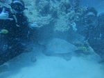 Hawaii Scuba divng 45
