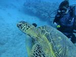 Hawaii Scuba divng 49