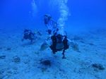 Hawaii Scuba divng 21