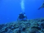 Hawaii Scuba divng 33