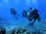 Hawaii Scuba divng 35