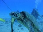 Hawaii Scuba divng 45