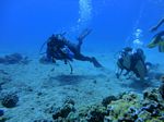 Hawaii Scuba divng 64