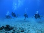 Hawaii Scuba divng 68