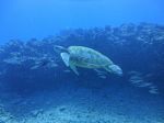 Hawaii Scuba divng 76