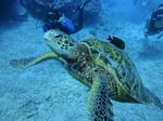 Hawaii Scuba divng 78