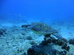 Hawaii Scuba divng 82