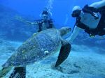 Hawaii Scuba divng 83