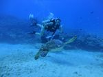 Hawaii Scuba divng 84