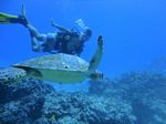 Hawaii Scuba divng 87