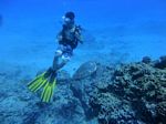 Hawaii Scuba divng 89