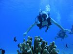 Hawaii Scuba divng 92