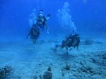 Hawaii Scuba divng 93