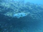 Hawaii Scuba divng 65