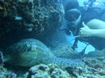 Hawaii Scuba divng 69