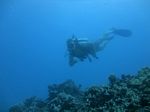 Hawaii Scuba divng 74