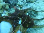 Hawaii Scuba divng 85