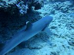 Hawaii Scuba divng 44