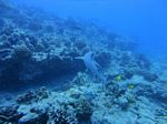 Hawaii Scuba divng 46