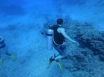 Hawaii Scuba divng 56