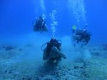 Hawaii Scuba divng 57