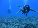 Hawaii Scuba divng 20