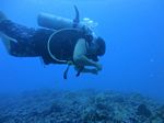 Hawaii Scuba divng 21