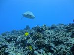 Hawaii Scuba divng 42