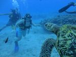 Hawaii Scuba divng 48