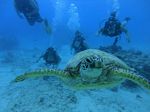 Hawaii Scuba divng 56