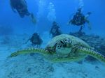 Hawaii Scuba divng 56