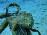 Hawaii Scuba divng 62