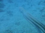 Hawaii Scuba divng 73
