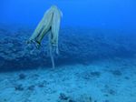 Hawaii Scuba divng 74