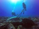 Hawaii Scuba divng 12