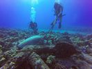 Hawaii Scuba divng 14