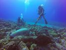 Hawaii Scuba divng 15