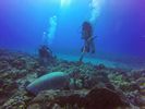 Hawaii Scuba divng 16