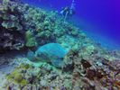 Hawaii Scuba divng 18