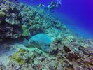 Hawaii Scuba divng 19