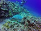 Hawaii Scuba divng 20